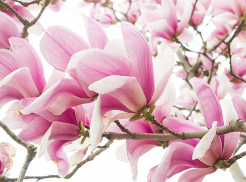 玉蘭花