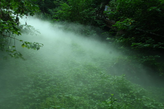 晨霧
