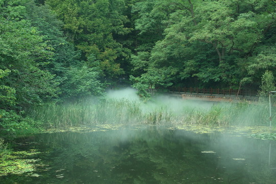 晨霧