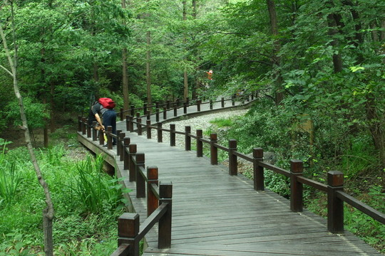 森林木橋
