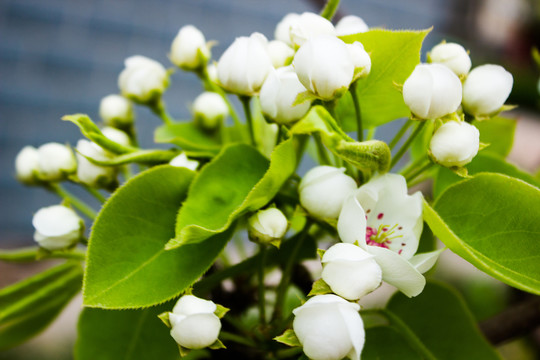 梨樹(shù)梨花