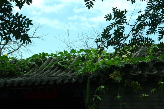屋頂綠植