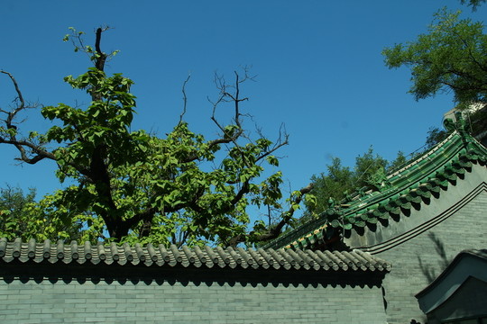 屋頂