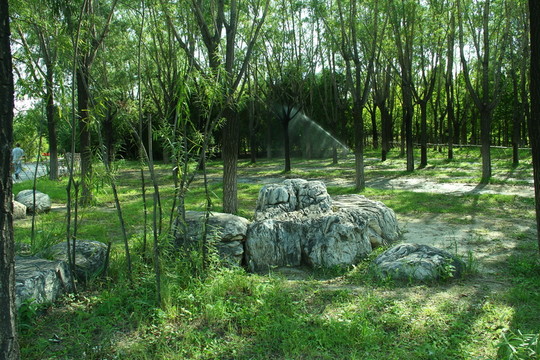 樹林觀賞石