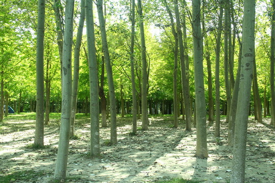 樹林