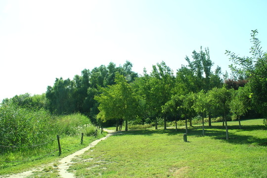 樹林小路