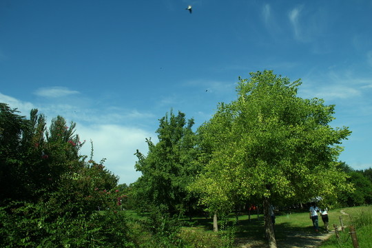 樹林