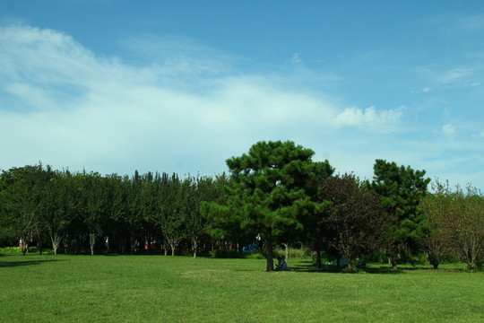 草地