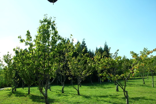 樹(shù)林