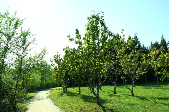 樹林小路
