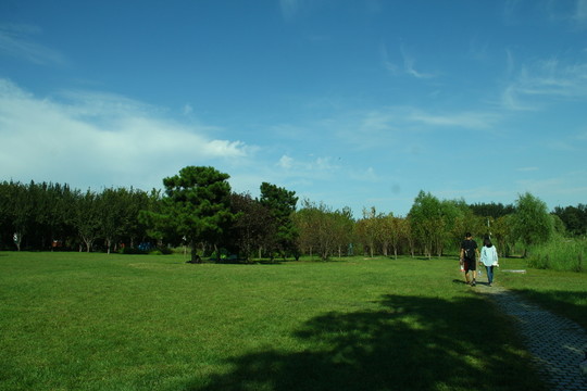 草地