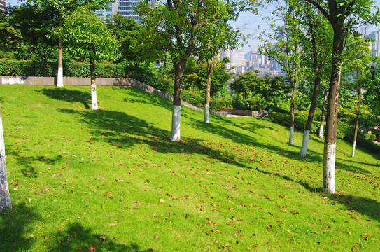 樹木 草地