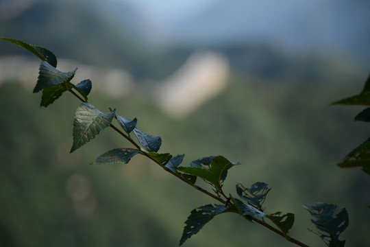 長(zhǎng)城一樹(shù)枝