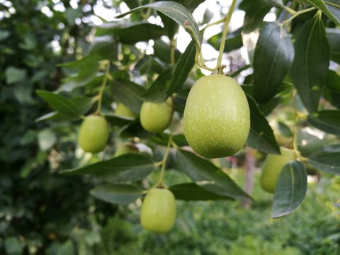 大棗