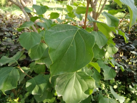 IM丁香葉
