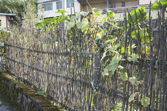 植物圍欄
