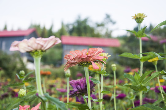 菊花