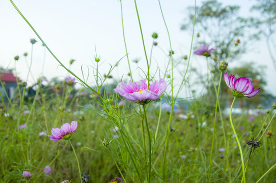 紫色的花