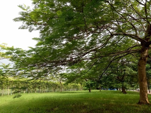 園林景觀 綠化
