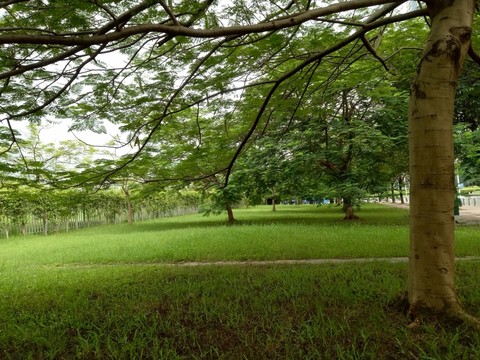 園林景觀 綠化