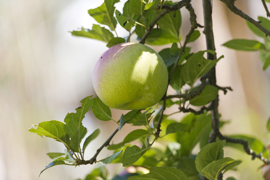 青蘋(píng)果