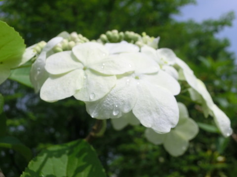 白色繡球花