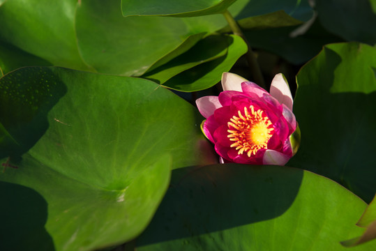 植物蓮花 荷花 景山公園的睡蓮