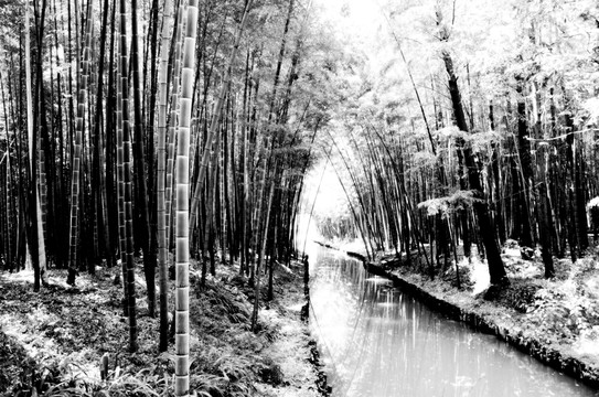 竹林
