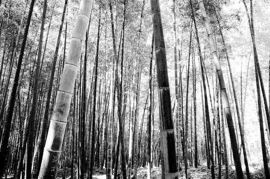 竹林