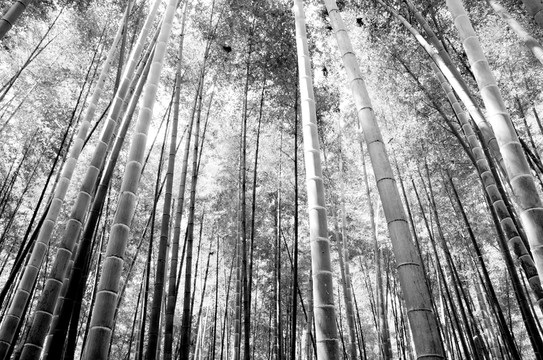 竹林黑白風(fēng)光