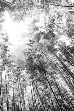 竹林黑白風(fēng)光