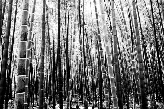 竹林黑白風(fēng)光