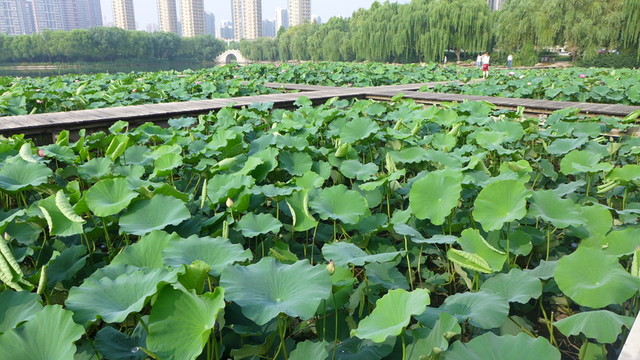 荷花池