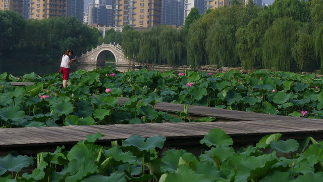 荷花池