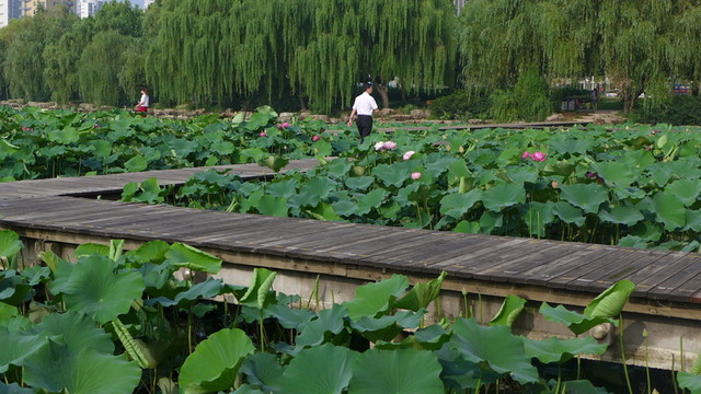 荷花池