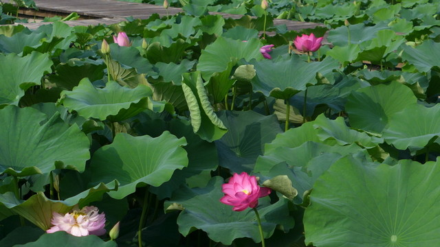 荷花池