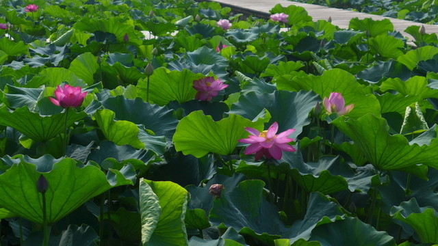 荷花池