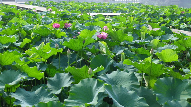 荷花池