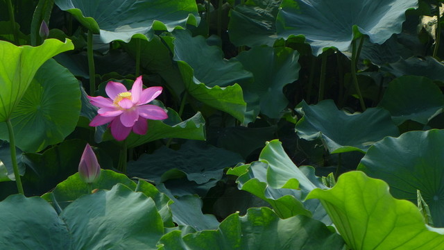 荷花池