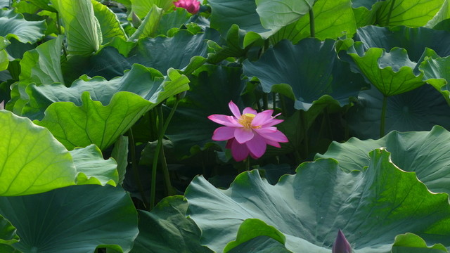 荷花池
