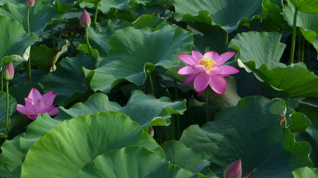 荷花池