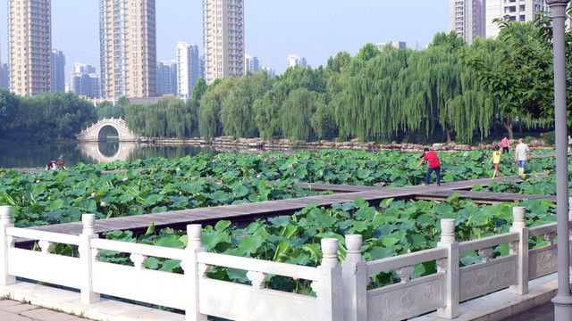 荷花池