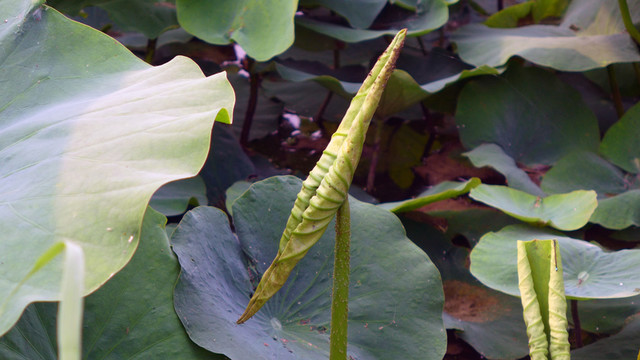 荷花池