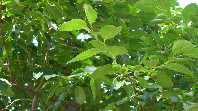 柿樹