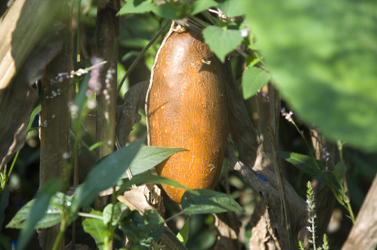 黃瓜 農(nóng)家蔬菜