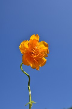 金蓮花