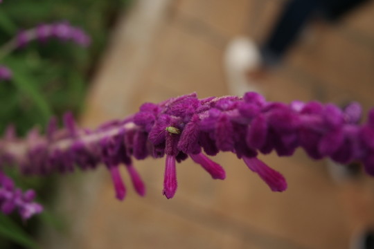 生命