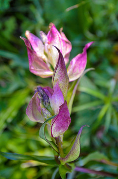 紫苞風(fēng)毛菊