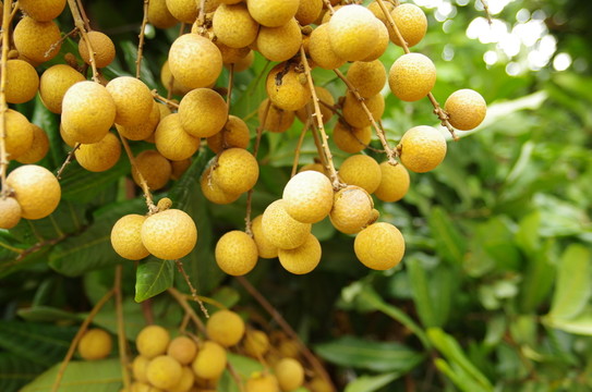 桂圓 果實(shí)