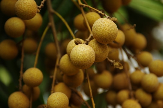 龍眼 果實(shí)